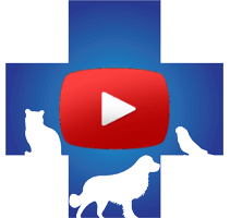 Ветеринарное видео